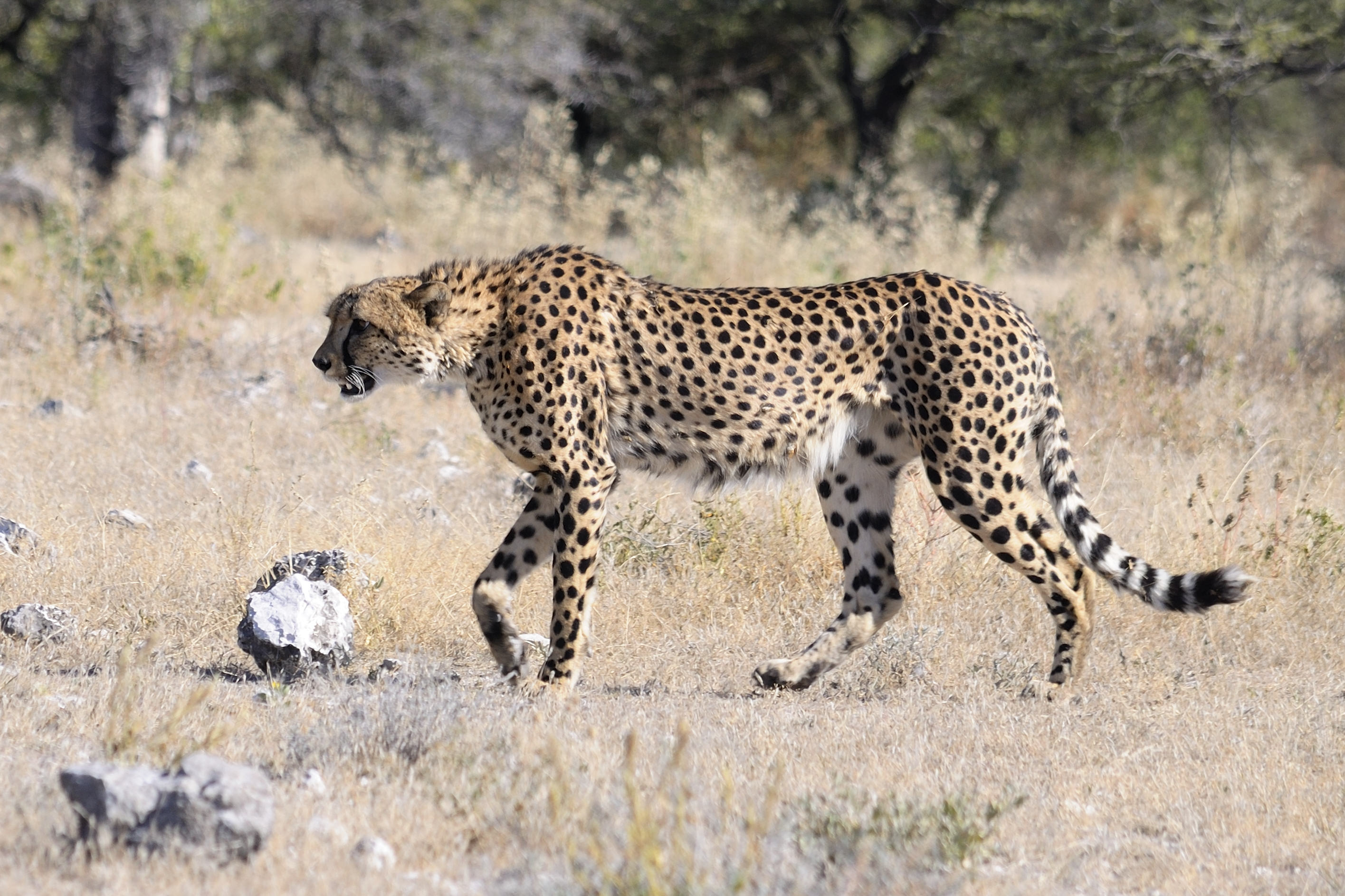 Namibië cheeta