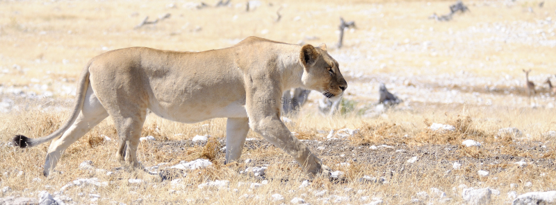 Namibië leeuwin