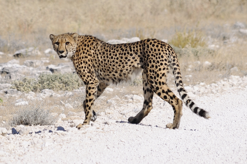 Namibië cheeta